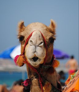 Camello Dubái